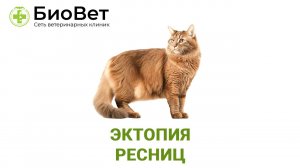 Эктопия ресниц у кошек и собак