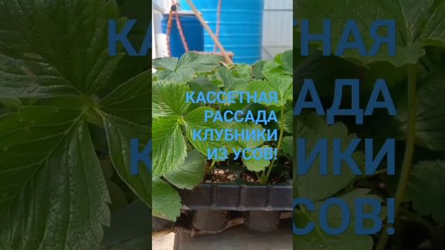 КАССЕТНАЯ РАССАДА КЛУБНИКИ! Как получить рассаду из усов. Кассетная рассада из усов своими руками.