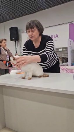 Тайский котик Aki Gamlet, шоколад-пойнт, на выставке кошек 5 апреля 2025.