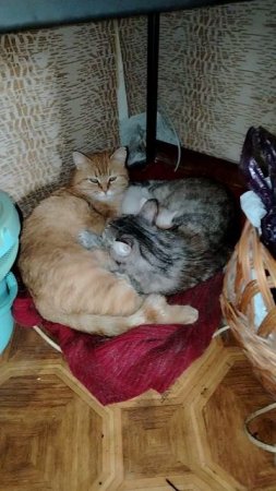 Милые котики