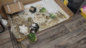Морские свинки 🐷 Улли и Пулли перешли на одуванчики 🌼