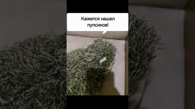 как ежики водичку находили