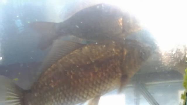 Разговоры с карасями по душам! СКАЗКА !!! смотреть онлайн