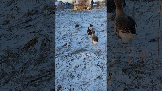 Снег и мороз в апреле, а прогулка у гусей 🪿 по расписанию☝