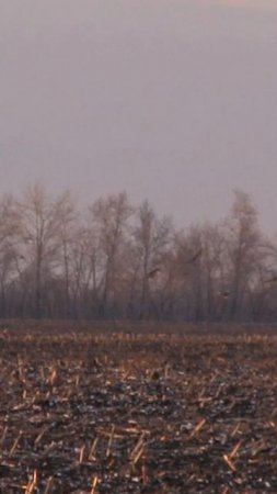 Охота на гуся. Дикий гусь садится на кормовое поле кукурузы. Охота весной.