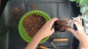 Фикус на камне. Часть 7.