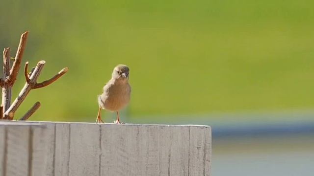 Релакс для хорошего настроения. Relax for a good mood.