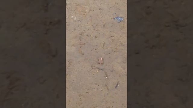 Собака ест сникерс смотреть онлайн