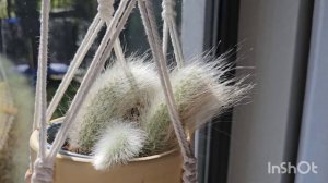 КОМНАТНЫЕ РАСТЕНИЯ ХИЛЬДЕВИНТЕРА КОЛАДЕМОНОНИС АПРЕЛЬ 2024#nature #обзор #влог #цветы #растения #