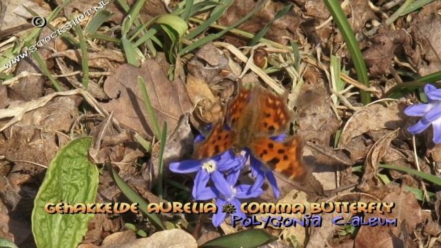 gehakkelde aurelia - comma butterfly - Polygonia c-album смотреть онлайн