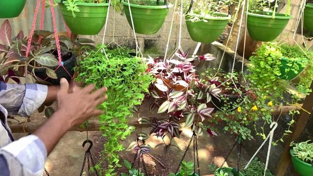 Fast growing hanging plants| Beautiful cascading plants in malayalam| homely hanging garden
