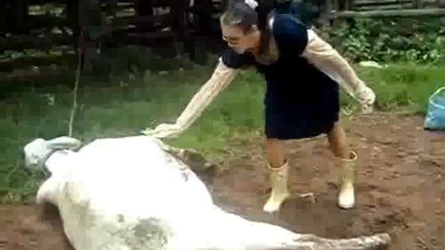 корова вынесла тетку!!! хххд смотреть онлайн