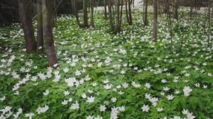 АНЕМОНА – ДОЧЬ ВЕТРОВ