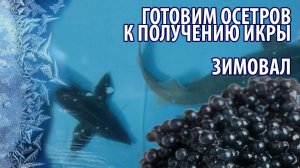 Зимовал для осетровых в УЗВ #рыбоводство #узв #разведениерыбы #романакварост #акварост #бизнесидея