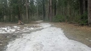 Хвойный лес
