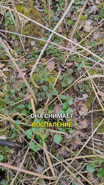 супер-детокс и очиститель крови