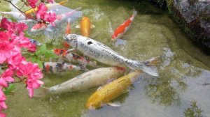 РР4 Ахтуба-Озеро Медное — буффало и цветные карпы Русская Рыбалка 4 (95 серия)