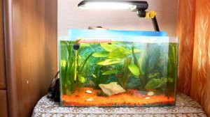 6 советов для начинающий аквариумистов. 1 ч.