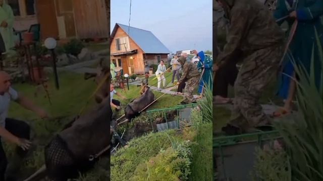 Лось на даче смотреть онлайн