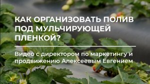 Как организовать полив под мульчирующей пленкой 🌱
