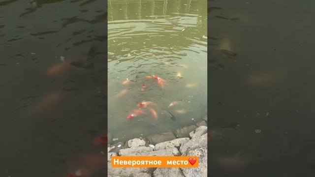 Экскурсия по ферме экзархо. путешествия лошади воздушныйшар сочи ферма экстрим отдых горы