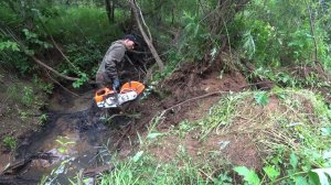Они лежали здесь почти пол века! Достаю стальных "удавов" из ручья. Джесси проказница.