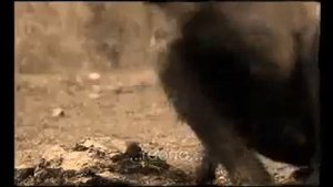 Homo Habilis, Homo Ergaster.mp4