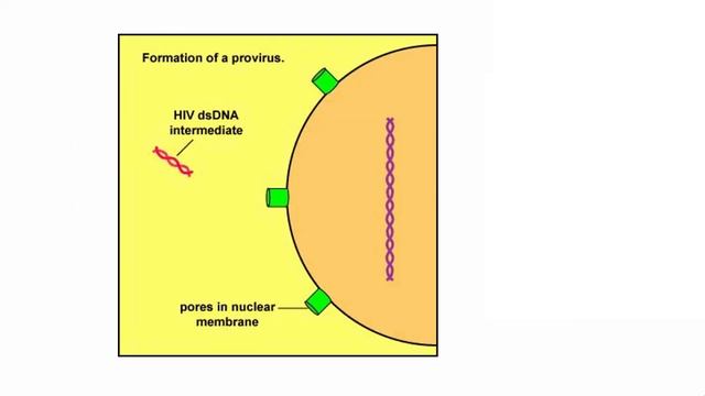 HIV AIDS - Everything you need to know in 6 Minutes! смотреть онлайн