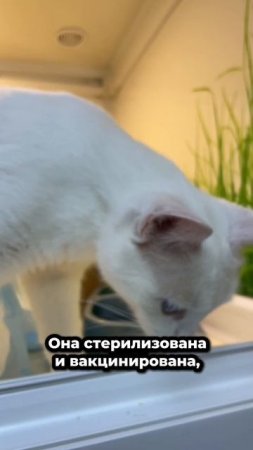 Предательство в канун Нового года... | Амалия