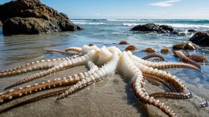 Русская Рыбалка Сяо Чжан