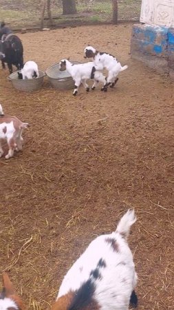Веселушки 🐐