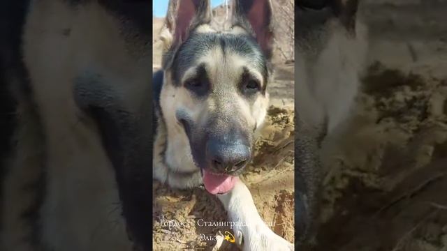 Гордость Сталинграда Океан Эльзы🌟
Сынок Музы и Алого.
Такой весь вальяжный, да под такую песню...❤️