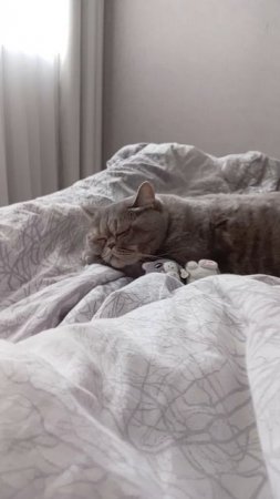 Милая Бетти ❤️😺❤️