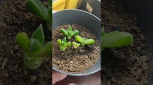 Фаукария 45 день (более подробный обзор)