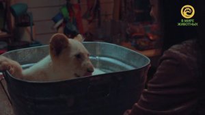 Лена и львёнок. Анонс. Канал В Мире Животных