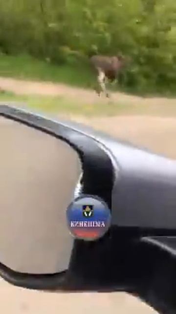 По Кинешме собака гоняла лося смотреть онлайн