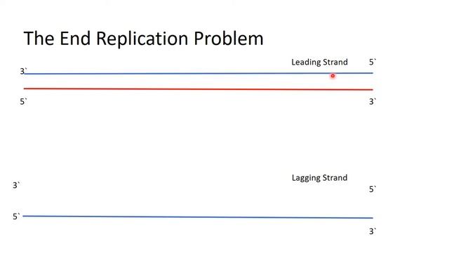 A full explanation about the Telomerase and the end replication problem