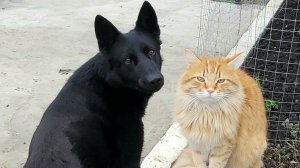 ✨️Граф ,снял знак качества 😆✨️