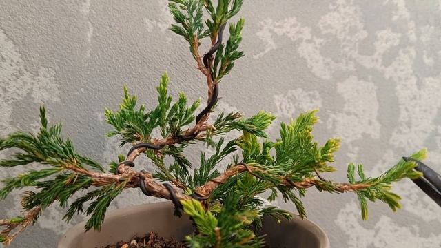 Можжевельник Lime glow. Часть 2.