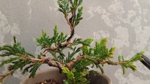 Можжевельник Lime glow. Часть 2.