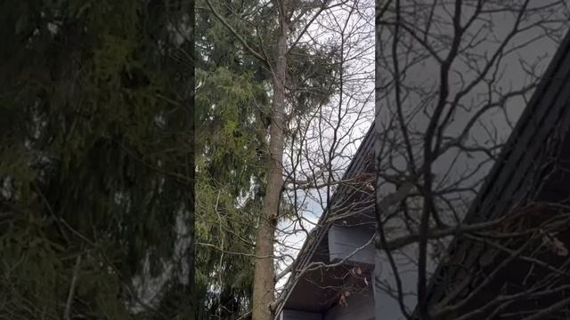 Спасаем деревья в г. Звенигороде