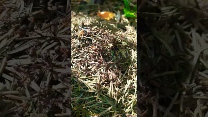ants f.polyctena after rain