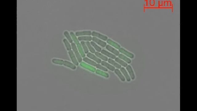 Bacillus megaterium expressing Green Fluorescent Protein
