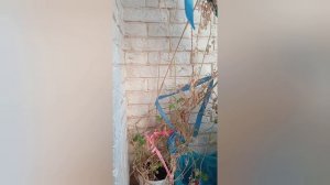 ПРОЩАЮСЬ С БАЛКОННЫМИ ПОМИДОРКАМИ