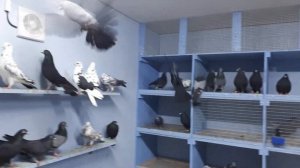 Голуби Пикина Василия,станица Кривянская 1 января 2020 г.