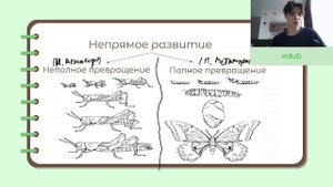 ОНТОГЕНЕЗ для ЕГЭ по биологии -- постэмбриональное развитие (2 часть)