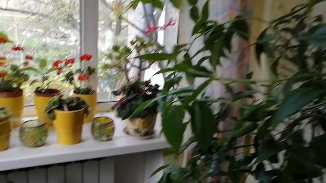 Весна в саду, лето на подоконнике.