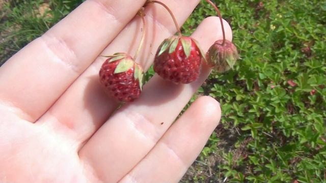 Чем заняться летом 2 I Reginess G смотреть онлайн