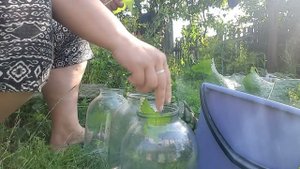 ✅Огурцы как бочковые // Погода радует