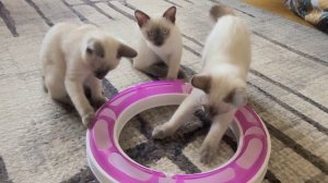 Котята меконгского бобтейла, 4 месяца